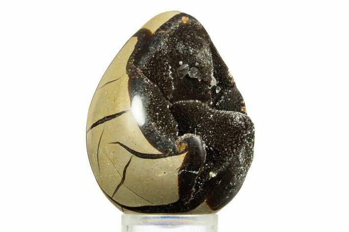 Septarian Dragon Egg Geode - Sparkly Black Crystals #344444